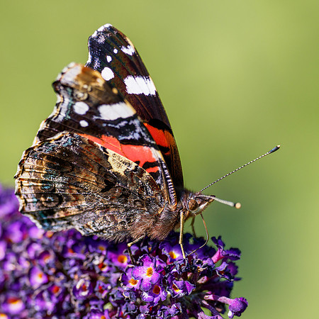Red Admiral (Vanessa atalanta)