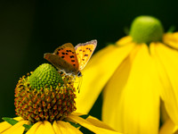Small Copper Butterfly (Lycaena phlaeas)