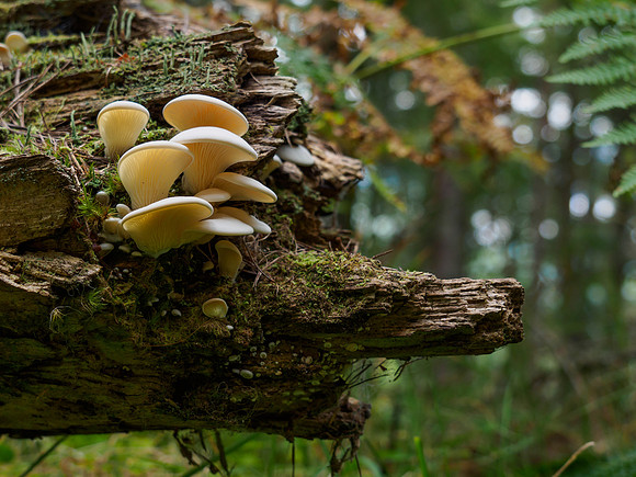 20210905-Fungi-EM525368