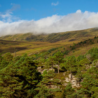 Ancient Caledonian Pine Forest