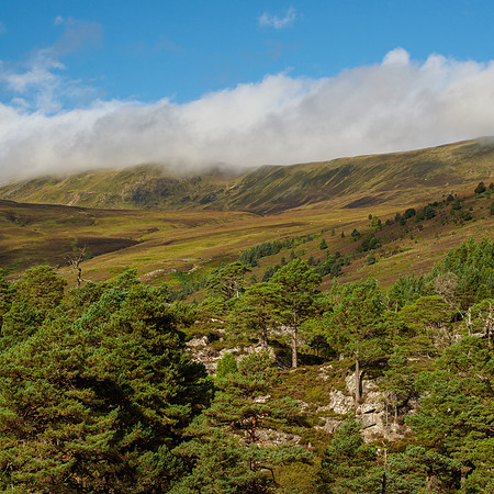 Ancient Caledonian Pine Forest
