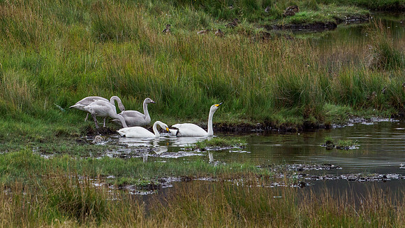Whooper Swan - Cygnus cygnus