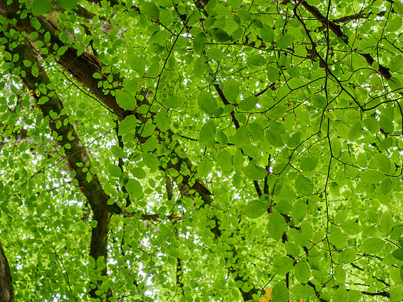 Lael Forest