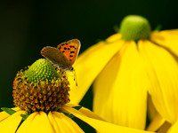 Small Copper Butterfly (Lycaena phlaeas)