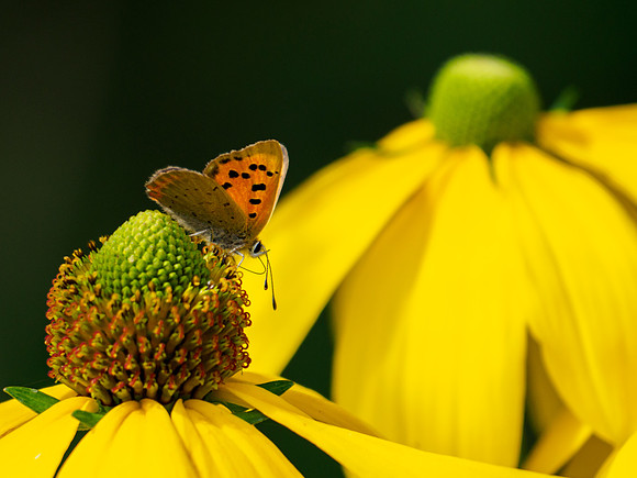 Small Copper Butterfly (Lycaena phlaeas)