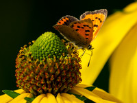 Small Copper Butterfly (Lycaena phlaeas)