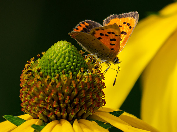 Small Copper Butterfly (Lycaena phlaeas)