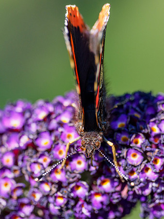 Red Admiral (Vanessa atalanta)
