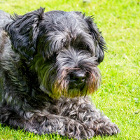 Archie the Wauzer