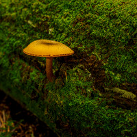 20210911-Cudrish-EM120248