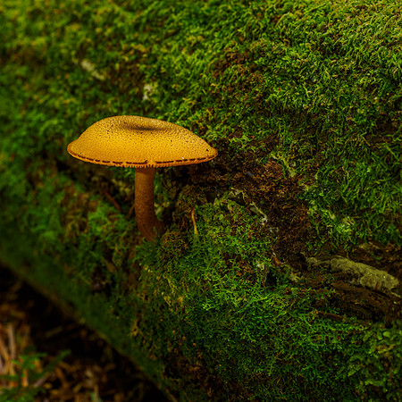 20210911-Cudrish-EM120248