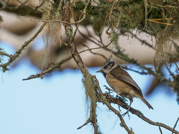 Crested Tit - Lophophanes cristatus