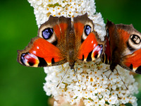 Peacock Butterfly (Aglais io)