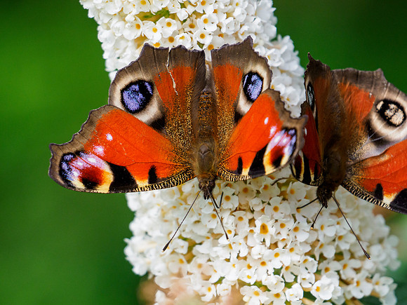 Peacock Butterfly (Aglais io)