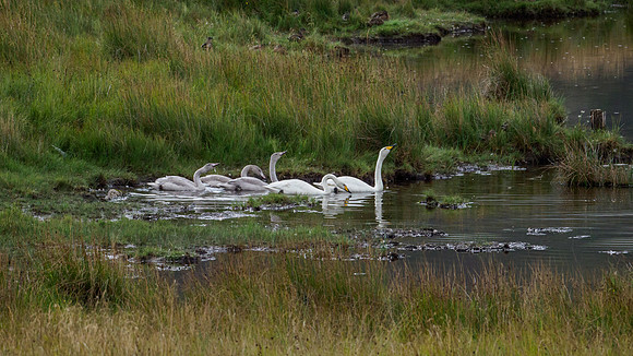 Whooper Swan - Cygnus cygnus