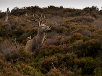 20121124-Glen Cannich-RB242121