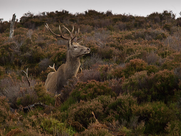 20121124-Glen Cannich-RB242121