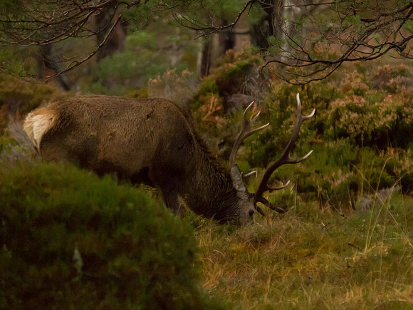 20121117-Glen Cannich-RB172025