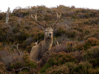 20121124-Glen Cannich-RB242124