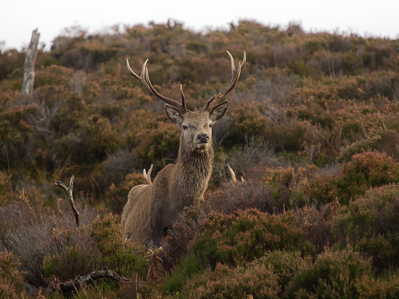 20121124-Glen Cannich-RB242124