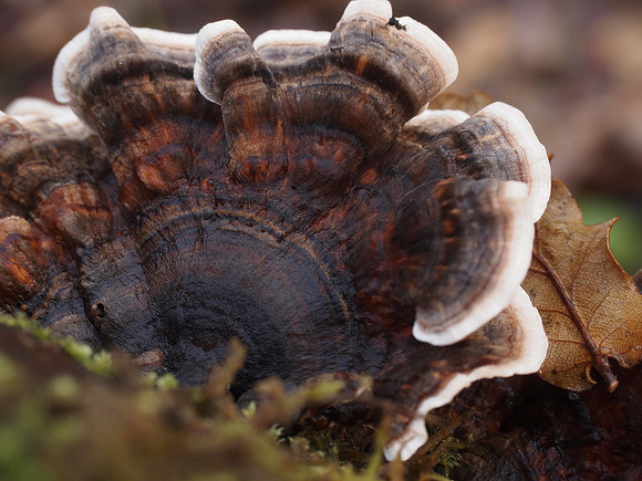 20121124-Urquhart Bay Wood-SB240147