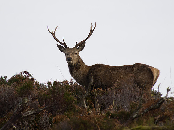 20121124-Glen Cannich-RB242132