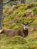 20121117-Glen Cannich-RB172037