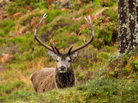 20121117-Glen Cannich-RB172042
