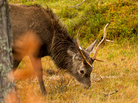 20121117-Glen Cannich-RB172028