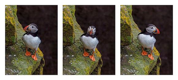 Arctic Puffin Triptych