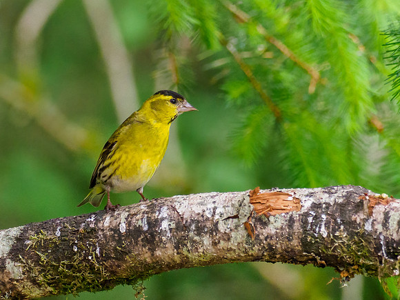 20210610-Garden-EM123826-Edit