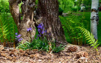 Garden Colour
