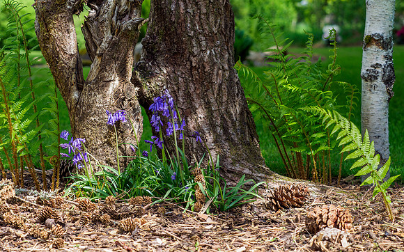 Garden Colour