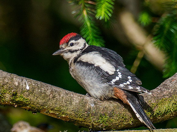 20210613-Garden Birds-EM124067