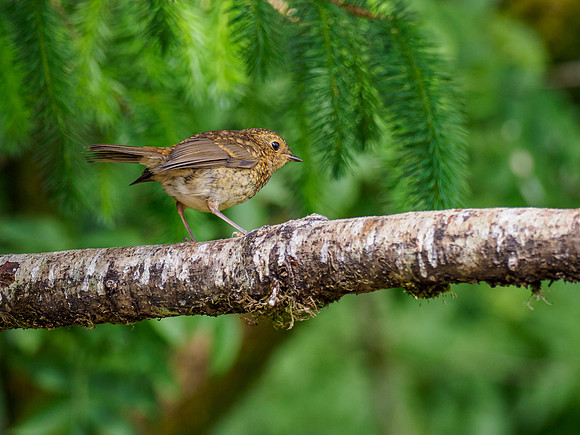 20210612-Garden Birds-EM123931