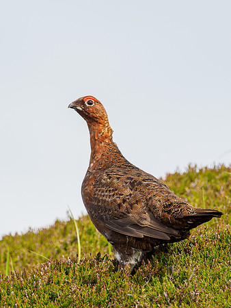 Male red grouse (Lagopus lagopus)