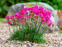 Garden Colour