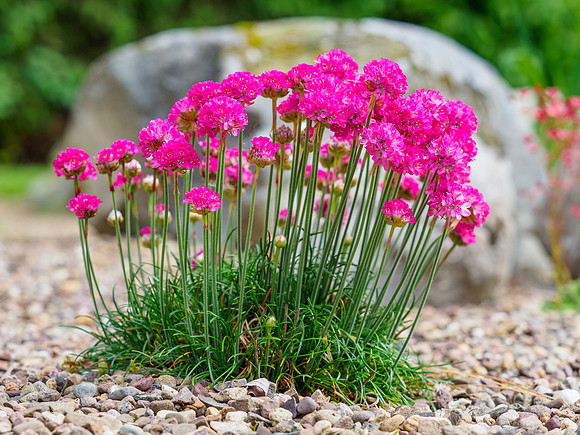 Garden Colour