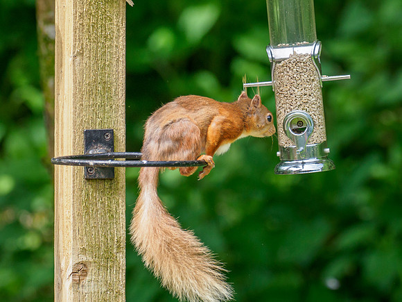 Red Squirrel (Sciurus vulgaris)