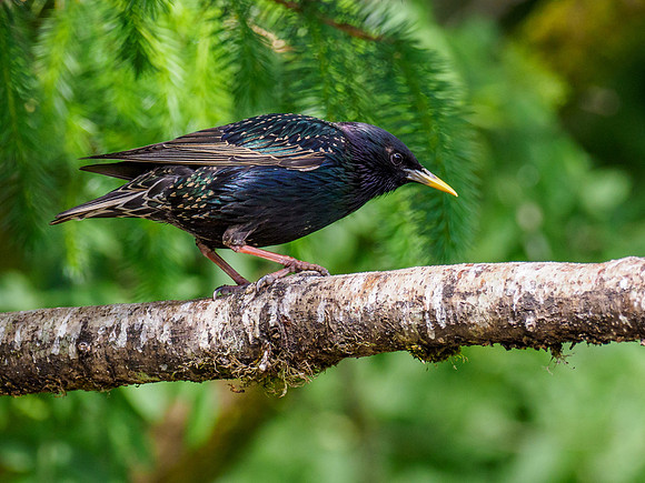 20210612-Garden Birds-EM123964