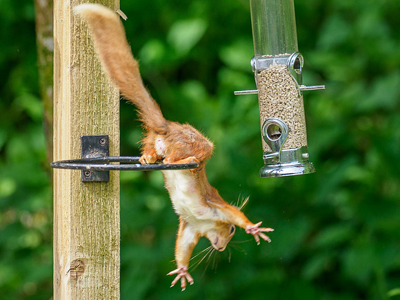 Red Squirrel (Sciurus vulgaris)