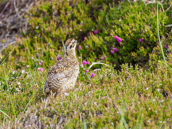 20210626-Handa Island-EM125446