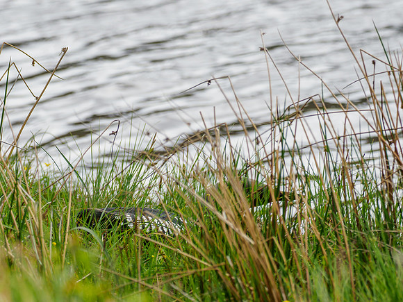 Black-throated Diver (Gavia arctica)