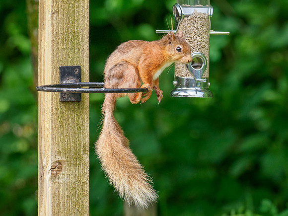 Red Squirrel (Sciurus vulgaris)