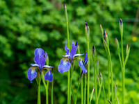 Garden Colour