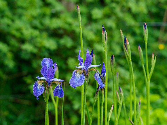 Garden Colour