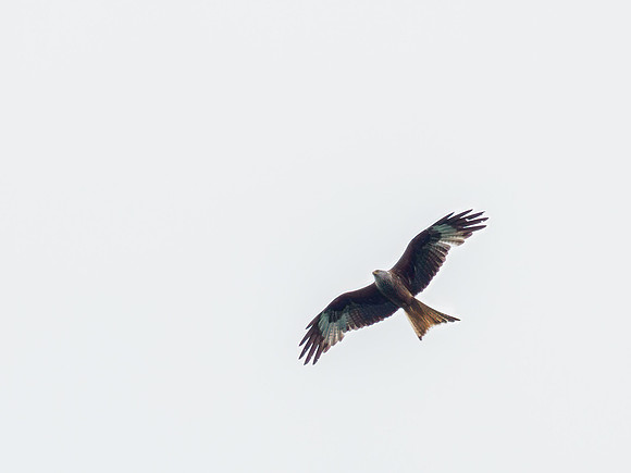 Red Kite (Milvus milvus)