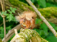 Red Squirrel (Sciurus vulgaris)