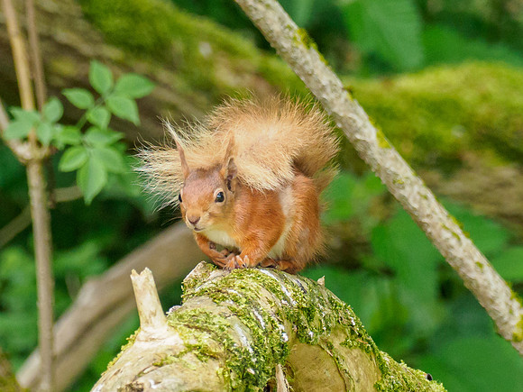 Red Squirrel (Sciurus vulgaris)