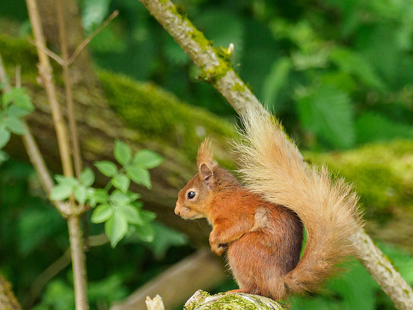 Red Squirrel (Sciurus vulgaris)